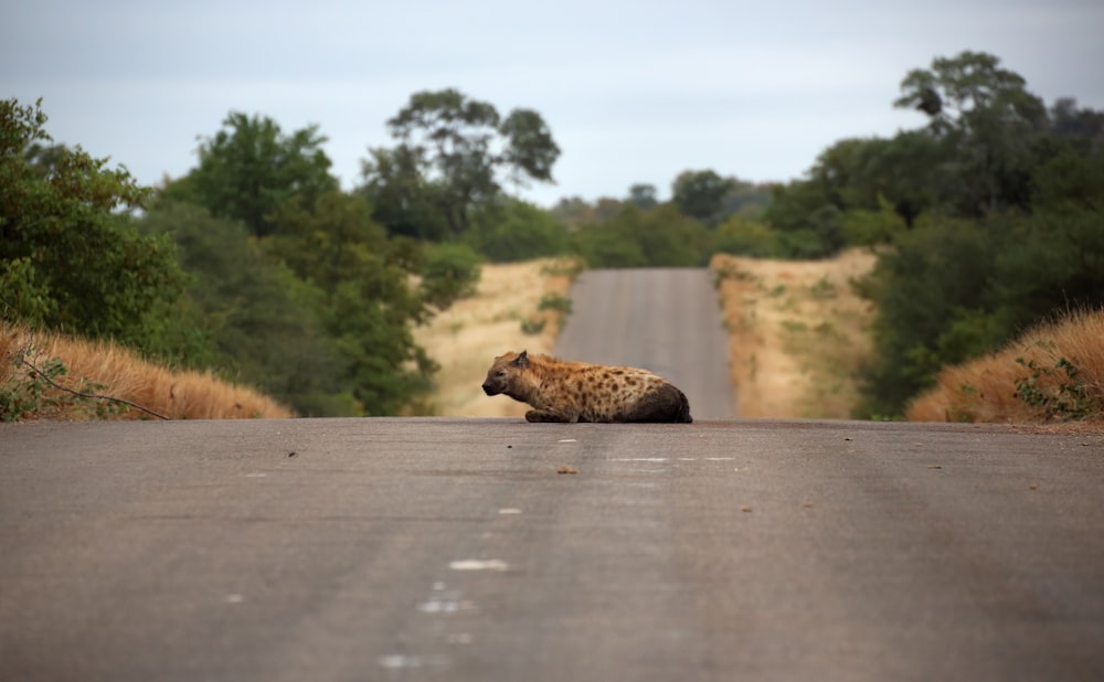 a hyena laying on the side of a road