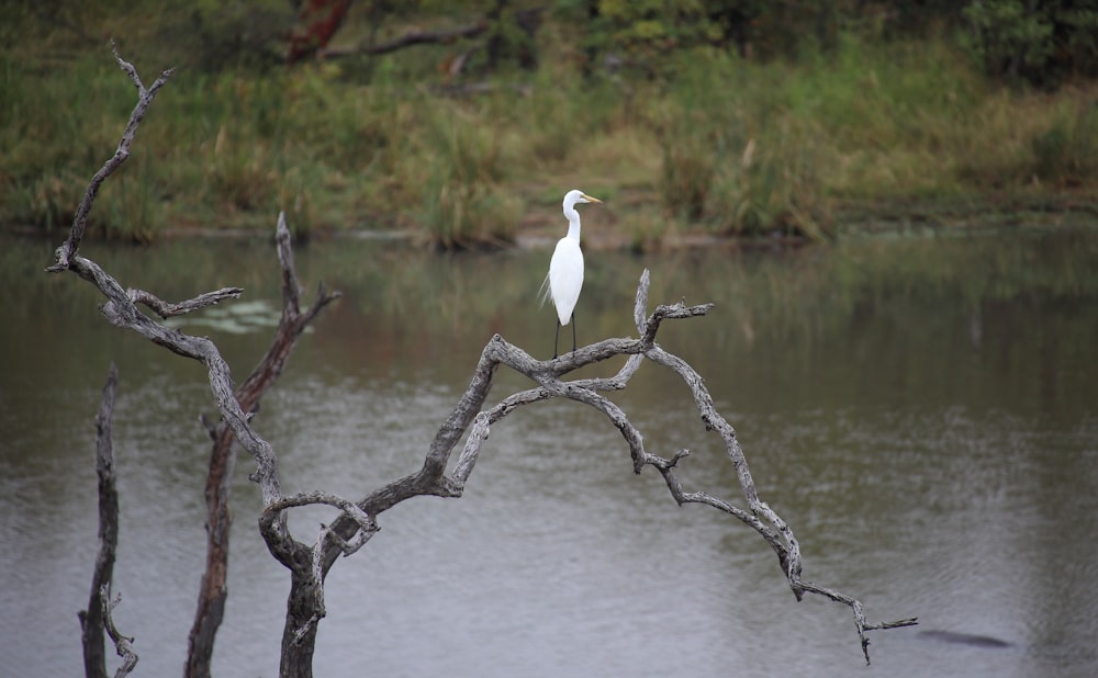 a white bird sitting on top of a tree branch