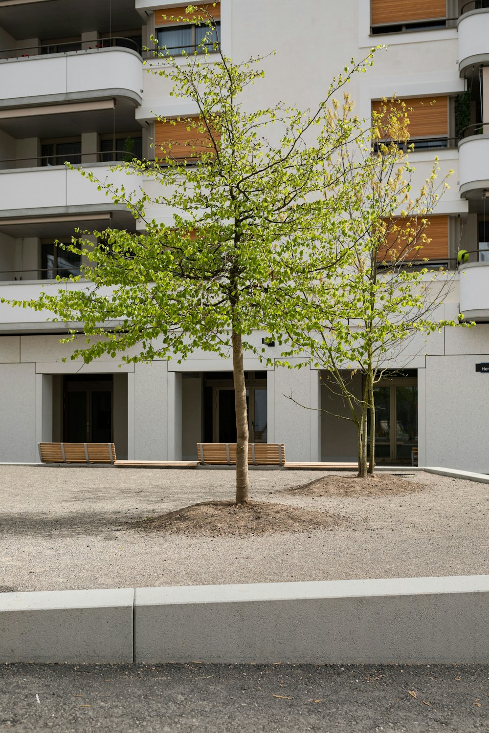 a tree in a courtyard in front of a building
