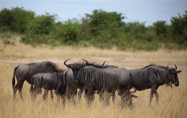 Wildebeest often seen near the Albizia tented camp gate in Hluhluwe