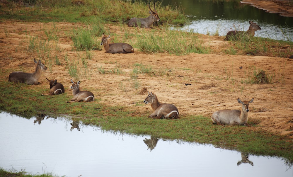 a herd of antelope sitting next to a body of water