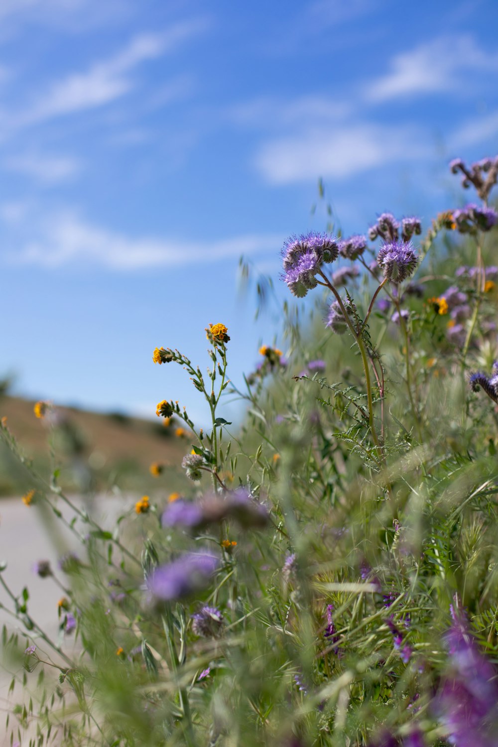 Ein Feld von Wildblumen mit einem blauen Himmel im Hintergrund