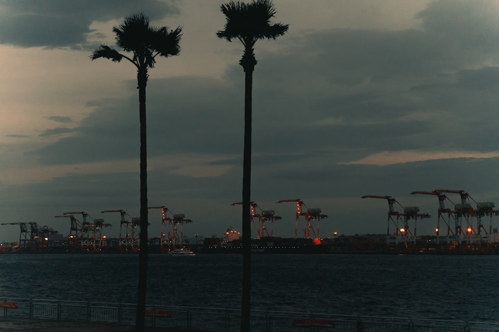 a row of palm trees sitting next to a body of water