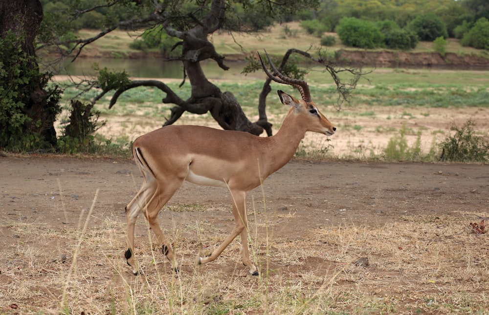 a gazelle walking in a field with trees in the background