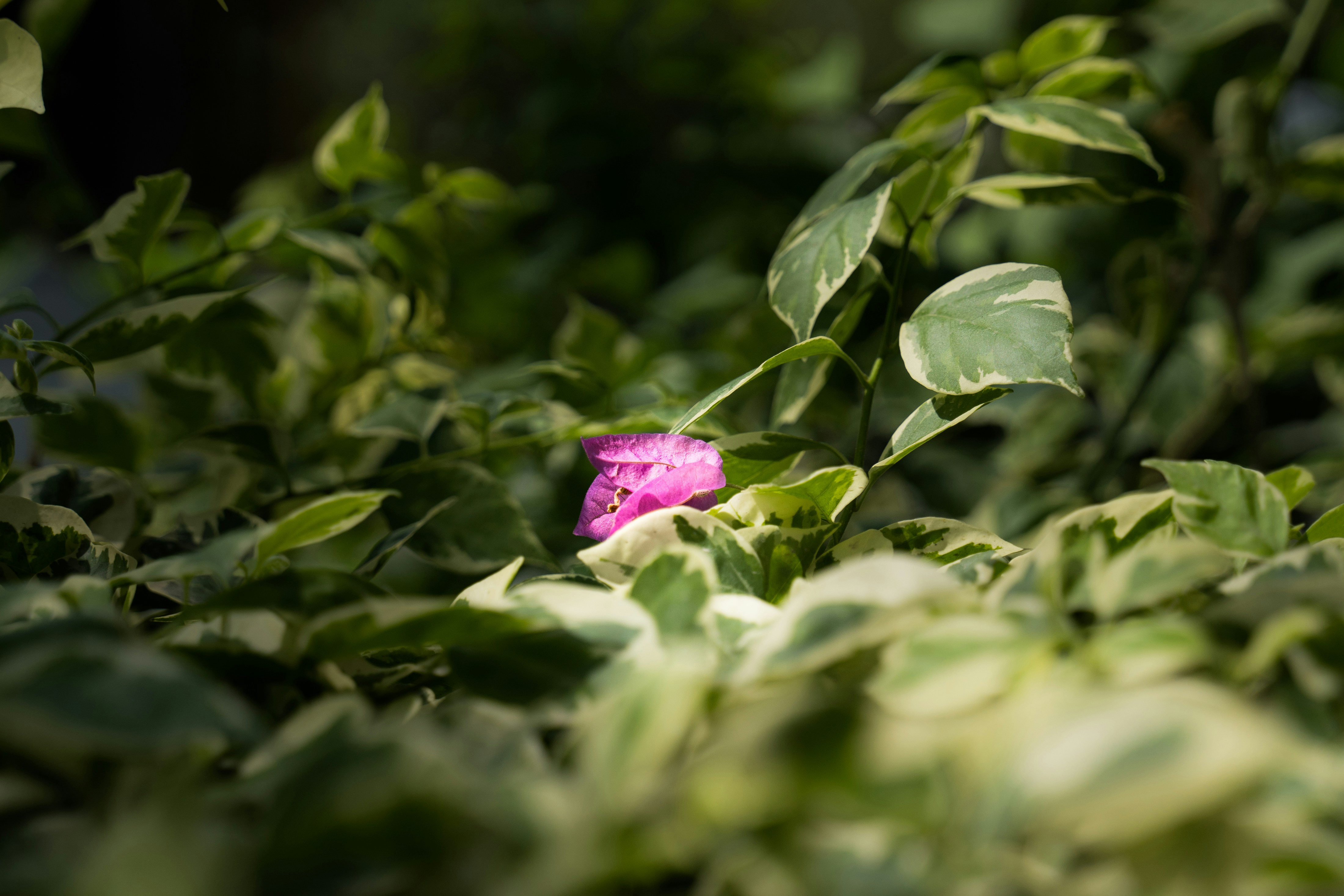 Photo by setsj