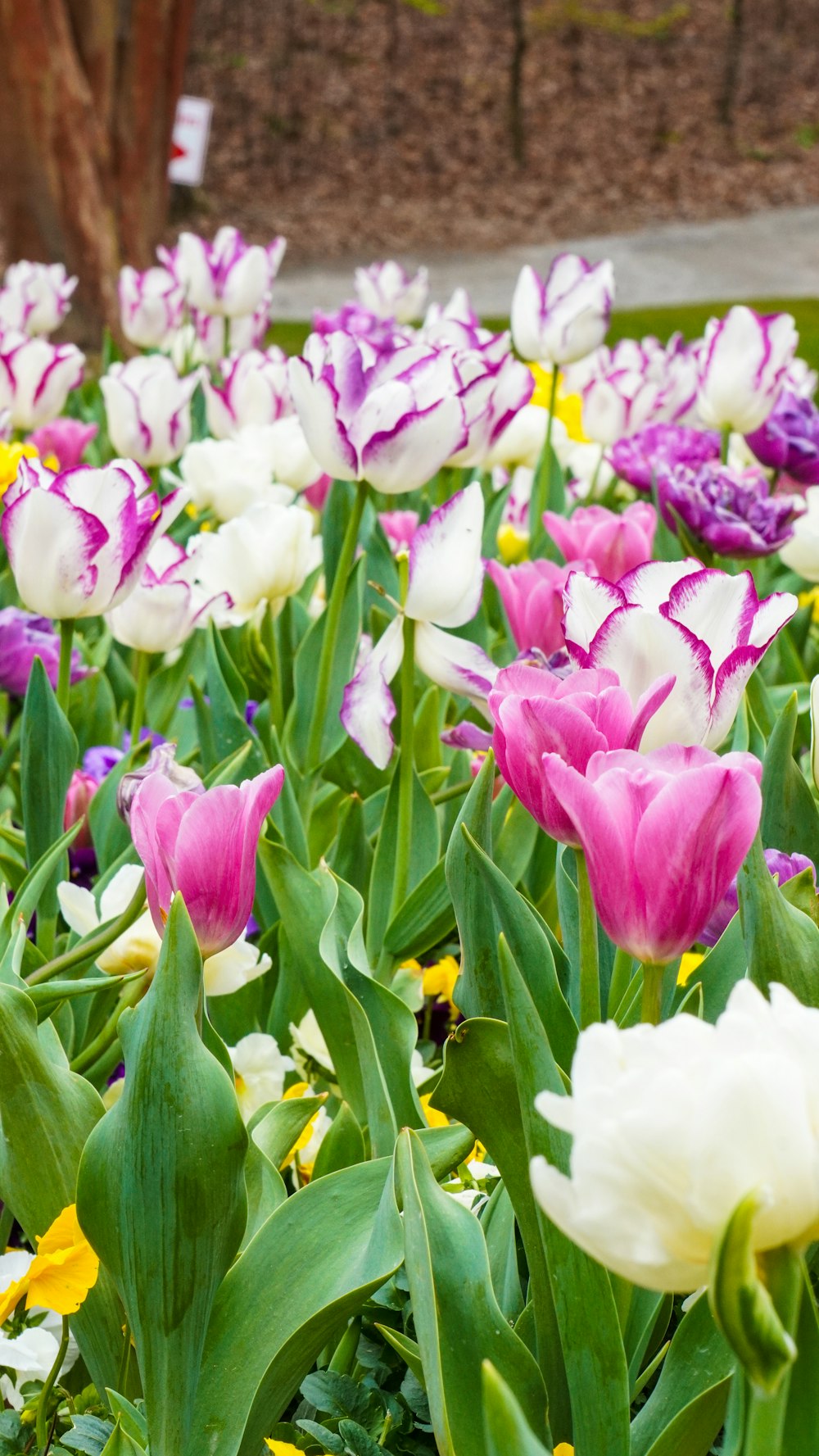 a field full of purple and white flowers