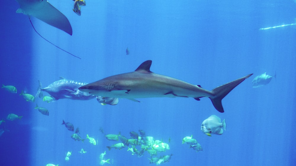 a large shark swimming in an aquarium filled with fish