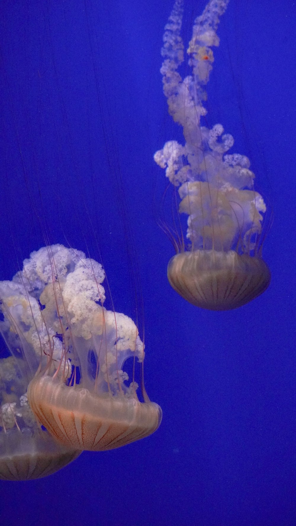 a couple of jellyfish floating in the water