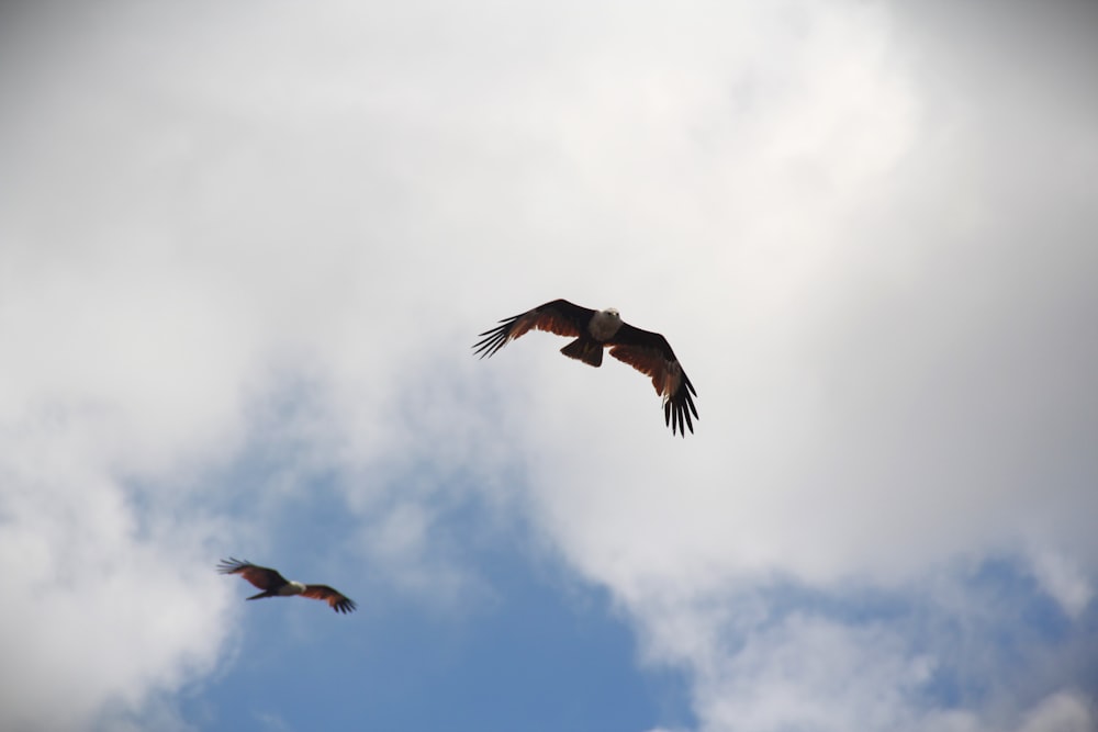 a couple of birds flying through a cloudy sky