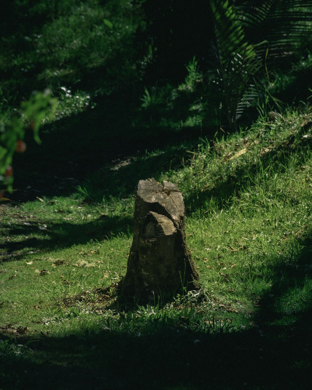 a tree stump sitting in the middle of a lush green field