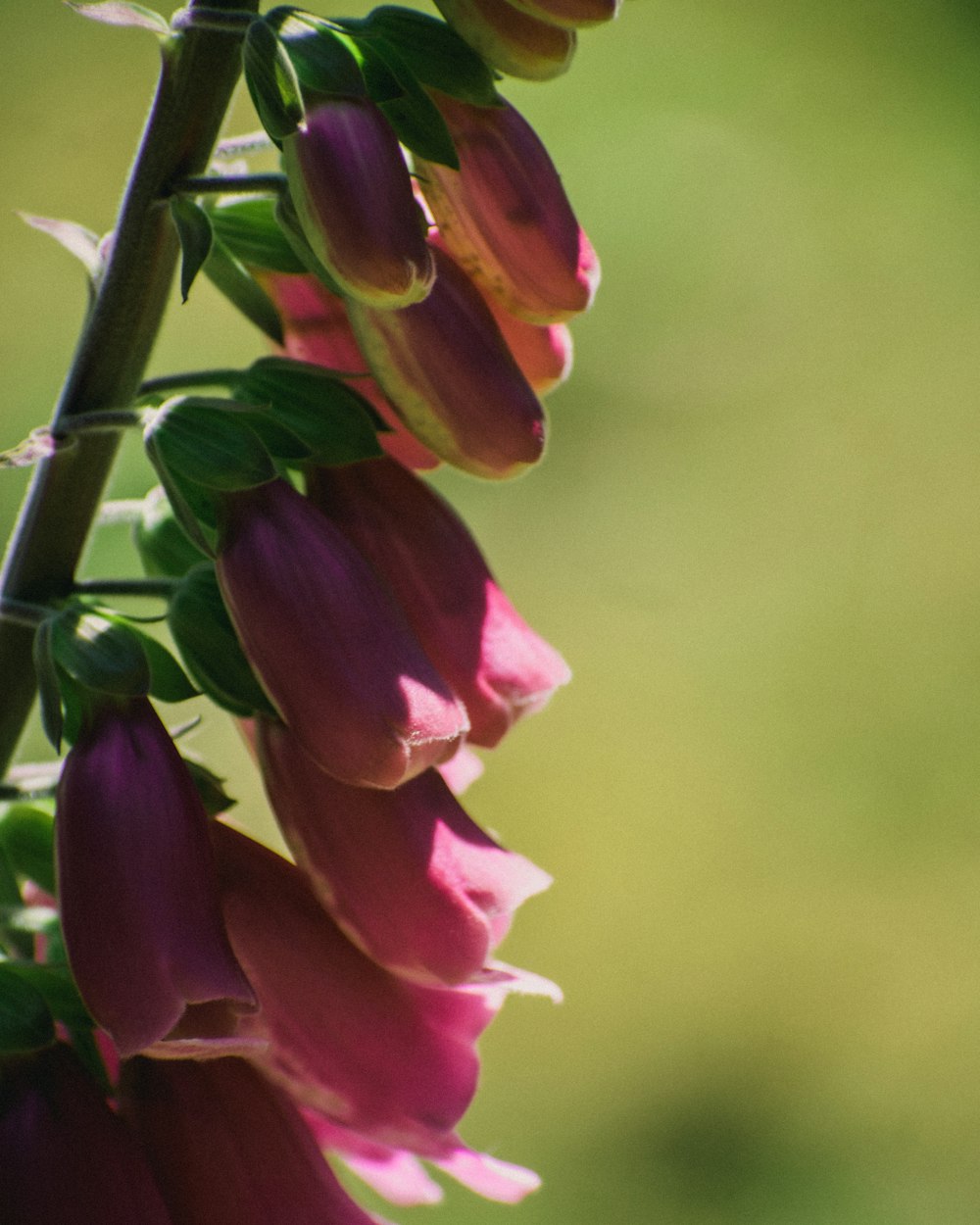 a close up of a flower with a blurry background