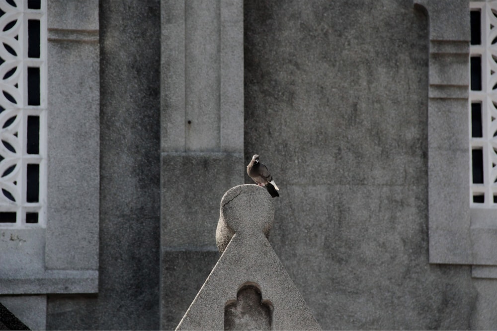 a bird sitting on top of a cement structure
