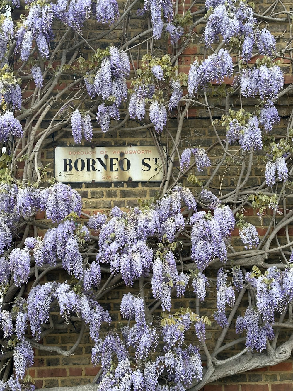 purple flowers are growing on a brick wall