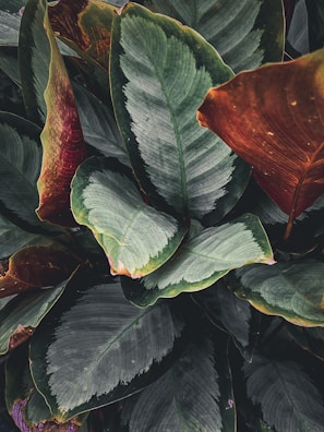 Close-up of tropical flowers and leaves native to the Amazon, showcasing rich textures and colors.