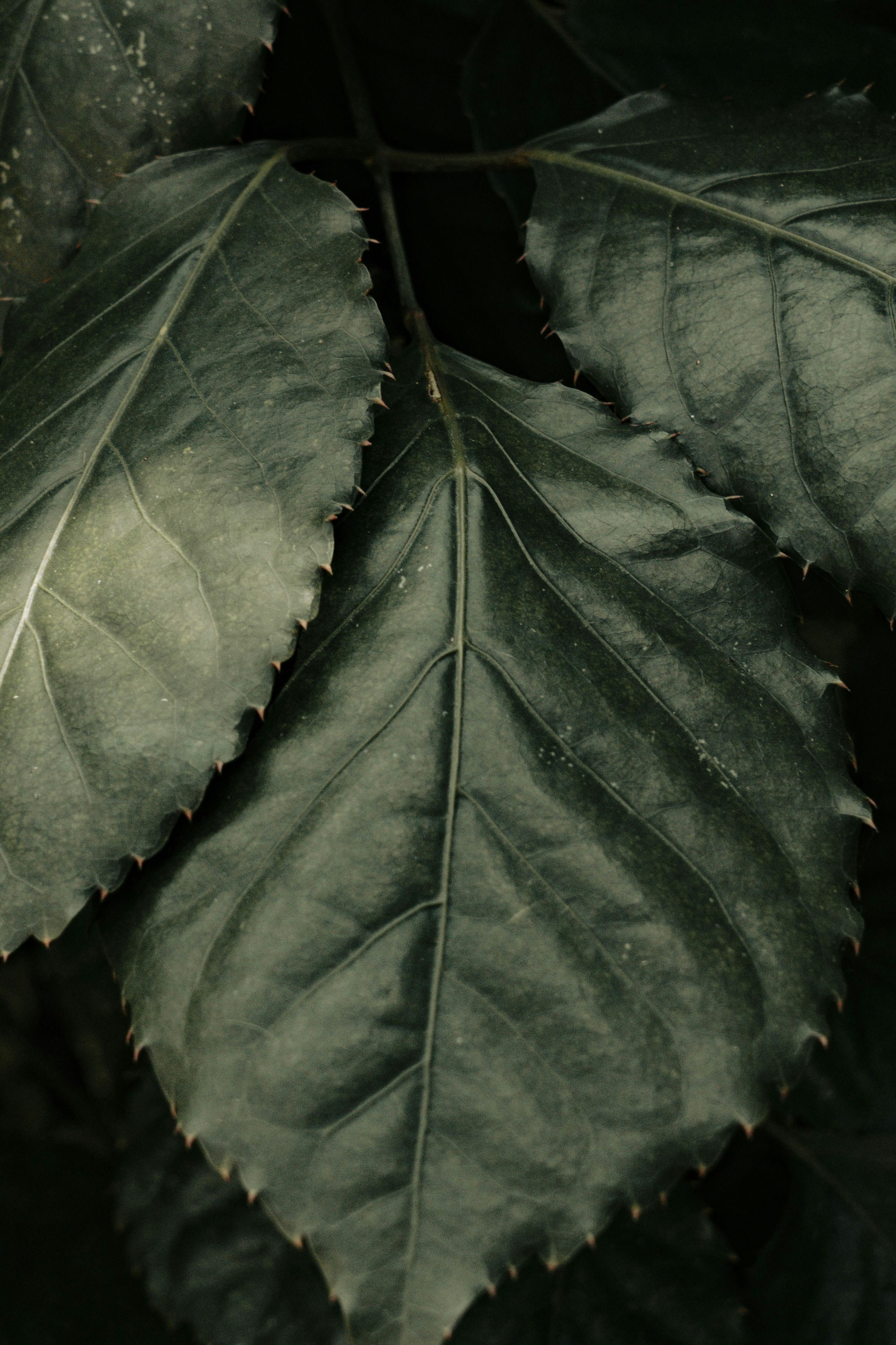 Photo by litochi_graphy