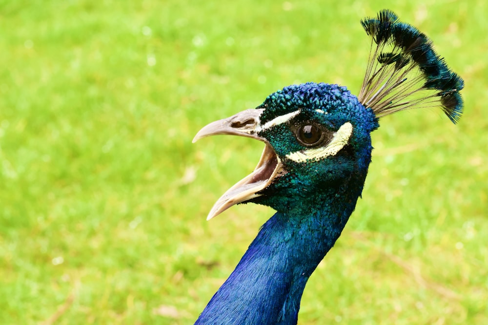 a close up of a peacock with its mouth open