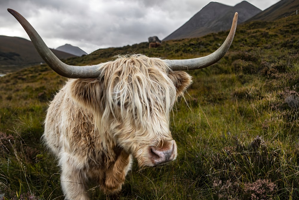 a long haired cow with large horns standing in a field