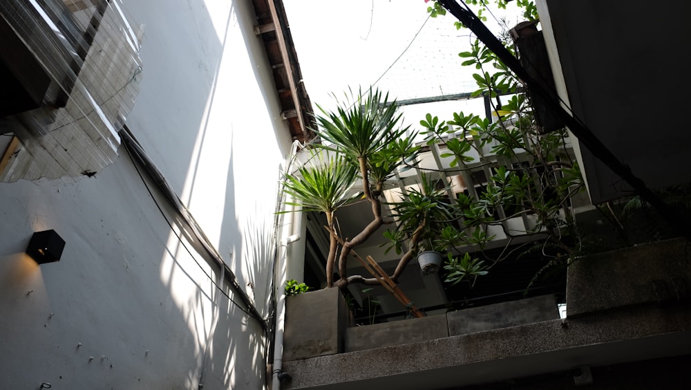 a plant is growing in a planter on the side of a building