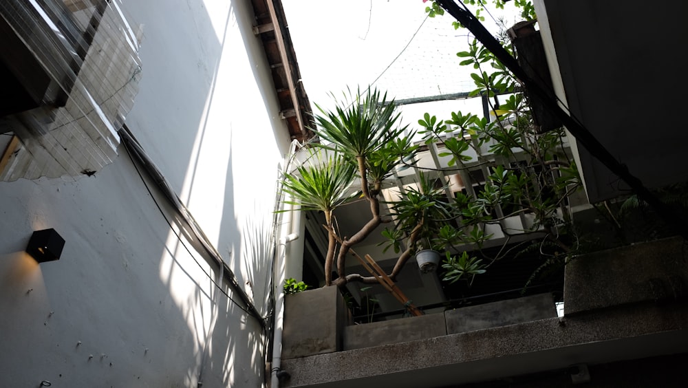uma planta está crescendo em uma plantadora na lateral de um prédio