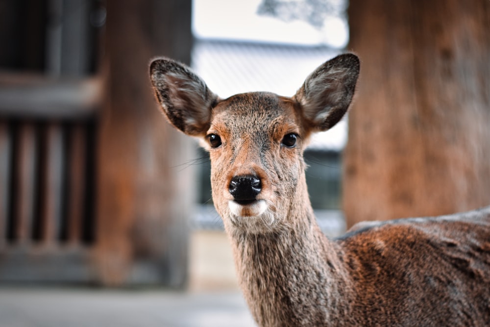 a close up of a deer with a building in the background