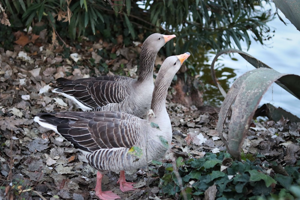 a couple of birds standing on top of a pile of leaves