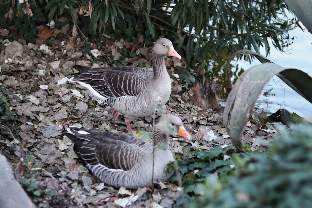 a couple of ducks standing on top of a pile of leaves