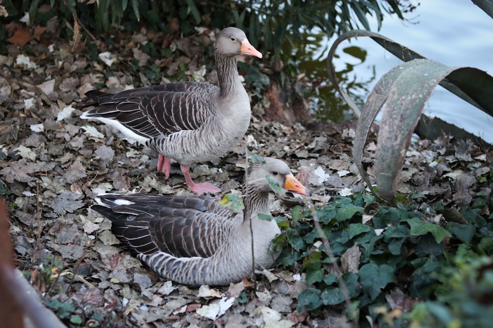 a couple of birds standing on top of a pile of leaves