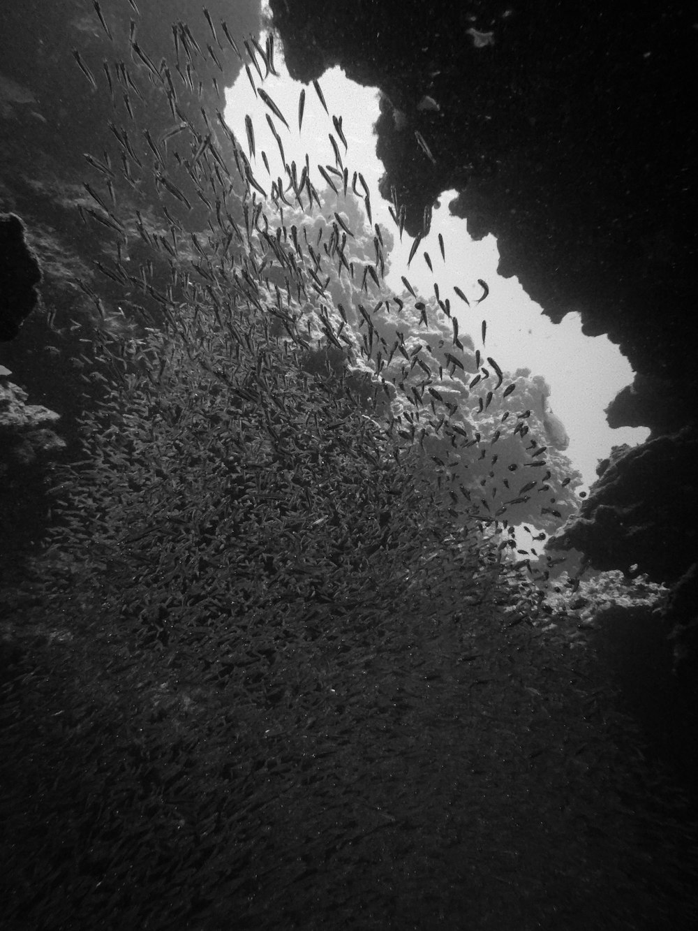 a large group of fish swimming in the water