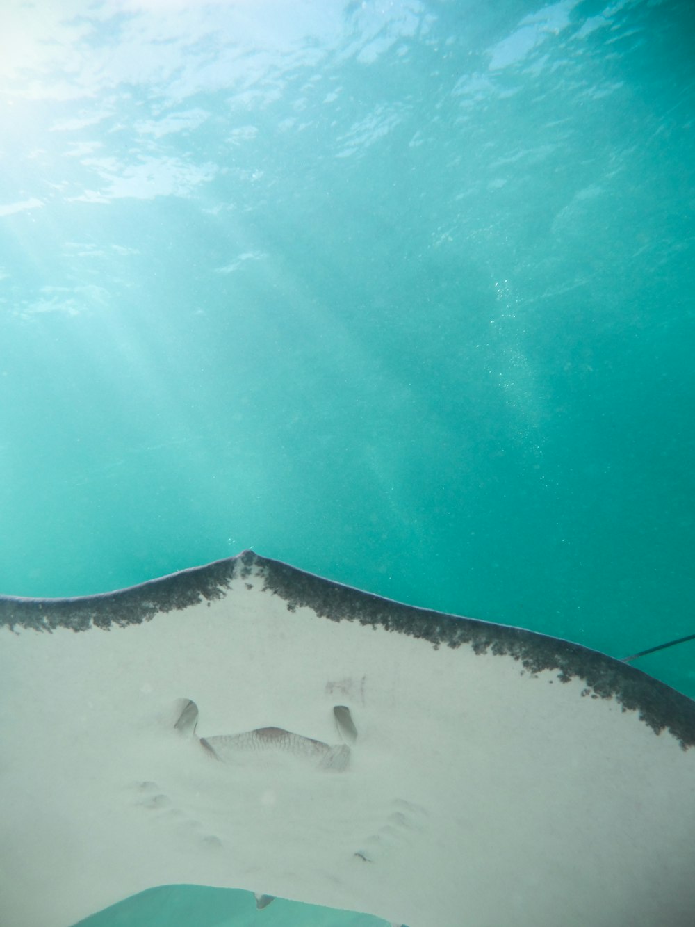 a manta ray swimming in the ocean