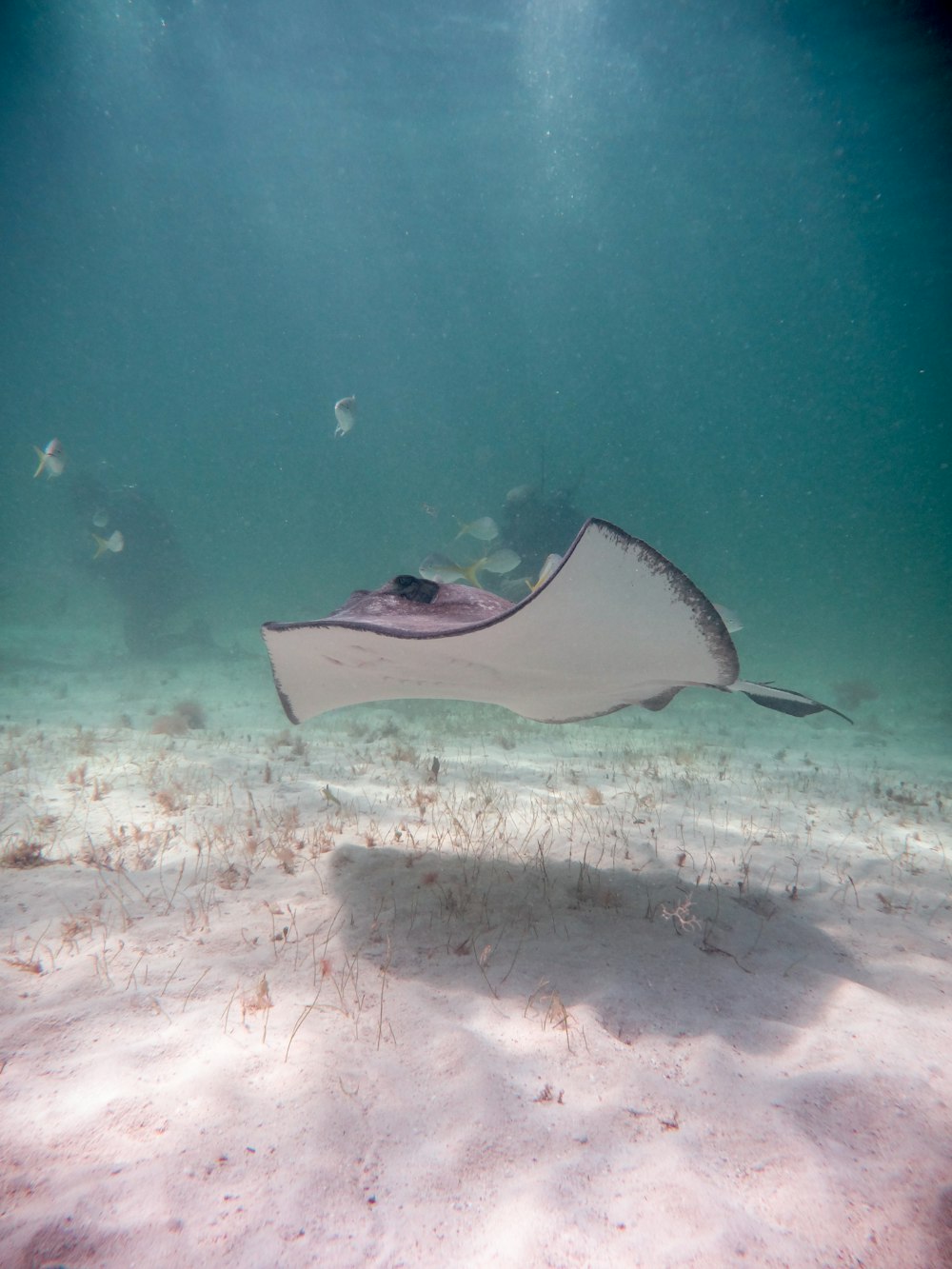 a manta ray swims through the ocean floor