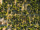 An aerial view of a residential neighborhood revealing a grid of streets lined with houses and abundant greenery. The sun casts long shadows, suggesting either early morning or late afternoon. Trees and lawns provide a lush green contrast to the man-made constructions, indicative of a suburban area.