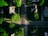 Aerial view of a residential area with several houses aligned along streets. Lush green trees surround the homes, casting shadows over the roads. The layout includes driveways and walkways leading up to each house, with patches of grass and gardens contributing to the verdant landscape. A single vehicle is parked on a driveway.
