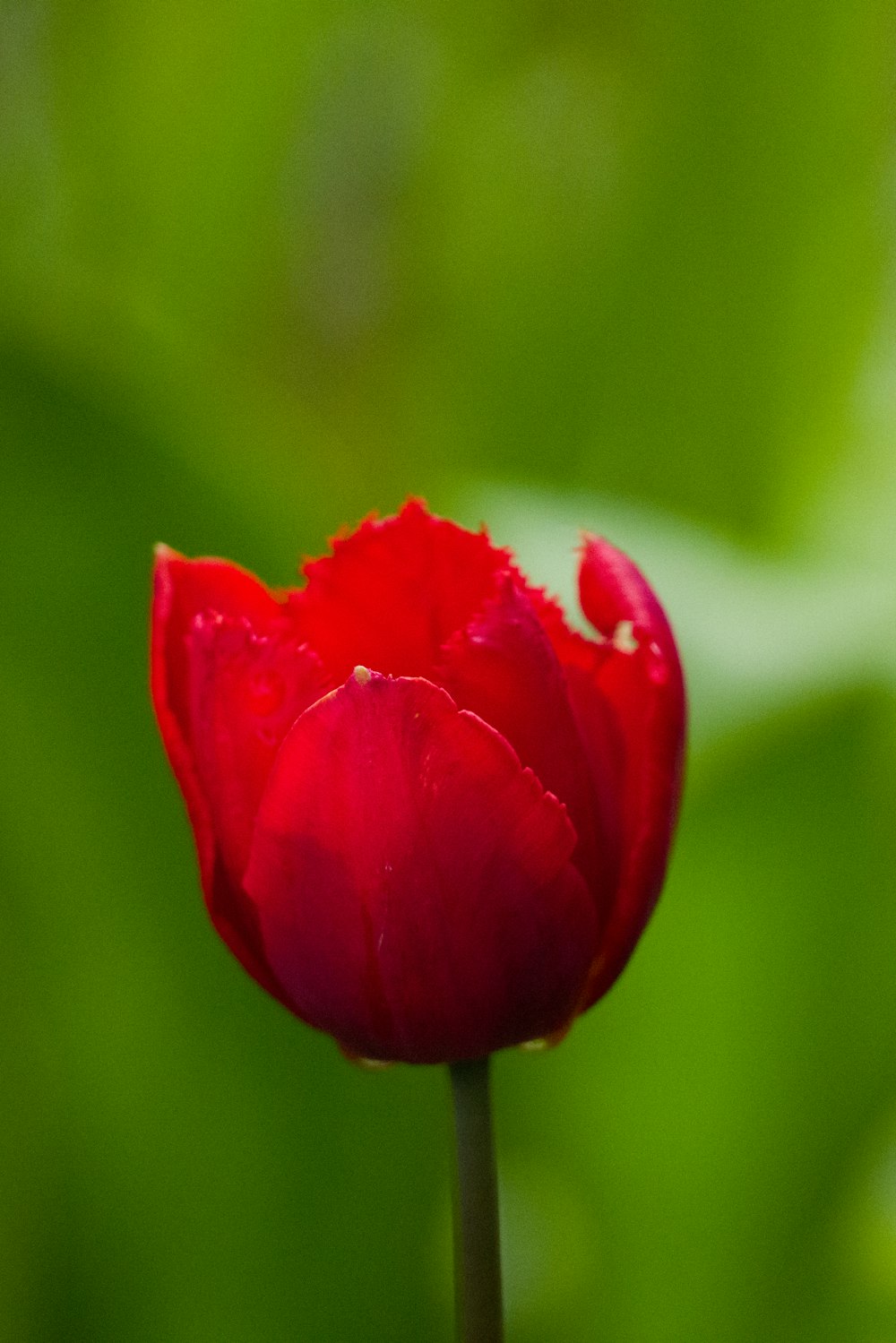 a single red tulip with a green background