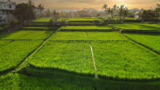 A lush green landscape features terraced rice paddies under a warm sunset sky. Tall palm trees line the patches of land, interspersed with small buildings and huts, creating a tranquil rural scene.