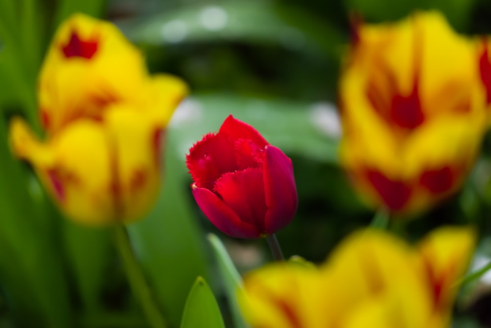 a close up of a red and yellow flower