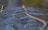 A snake gracefully swims through a calm body of water, creating gentle ripples. The snake's body is long and patterned, with its head held slightly above the water's surface. The water reflects natural surroundings, indicating an outdoor setting.