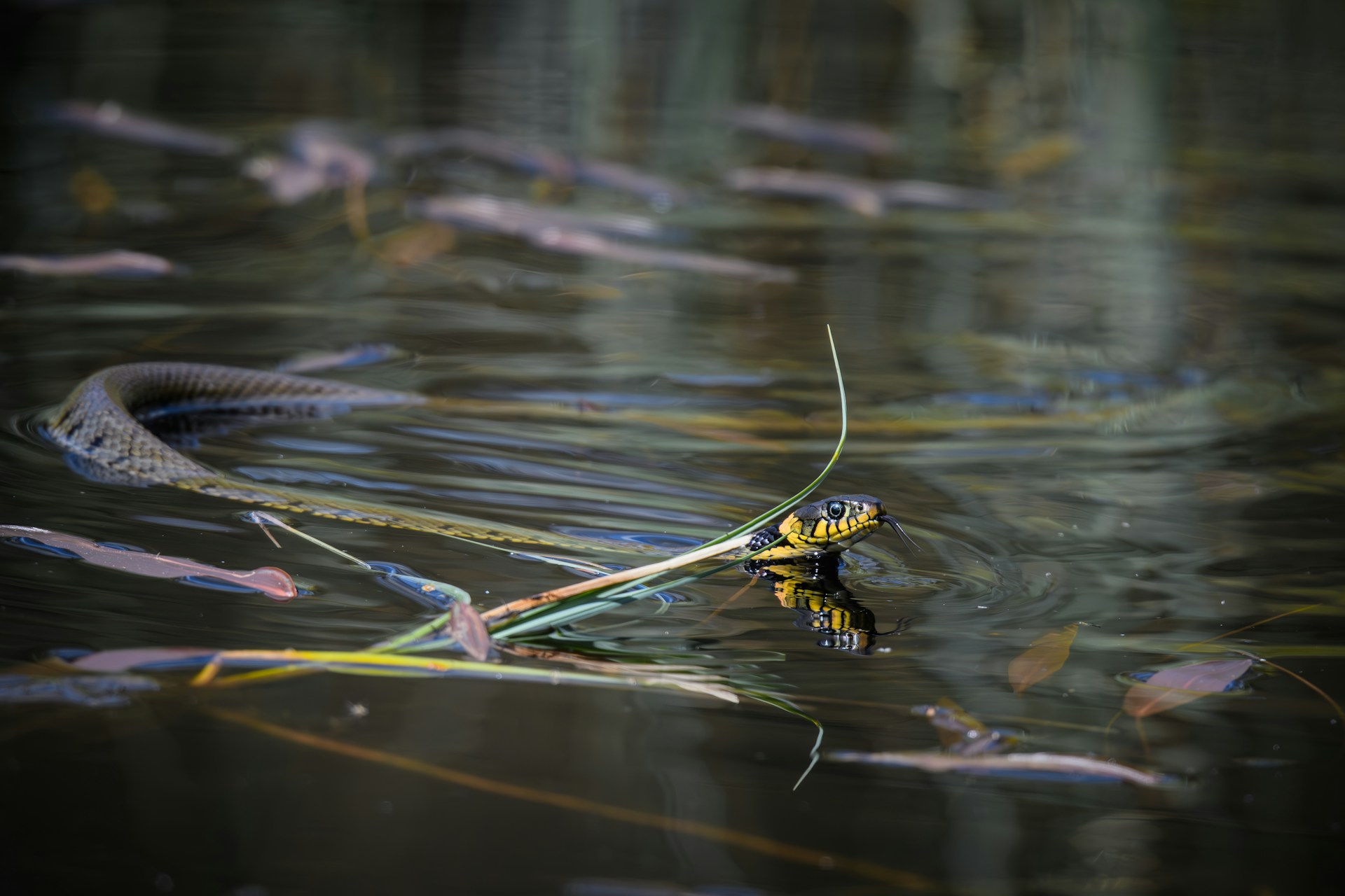 A snake is swimming in the water with its head visible above the surface. The snake has a distinctive yellow and black patterned head. The water is calm with some plant debris and reeds floating around.