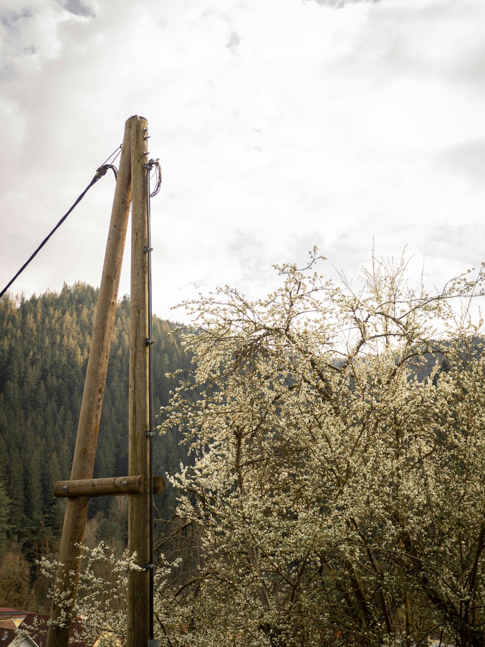 a tall wooden pole sitting in the middle of a forest