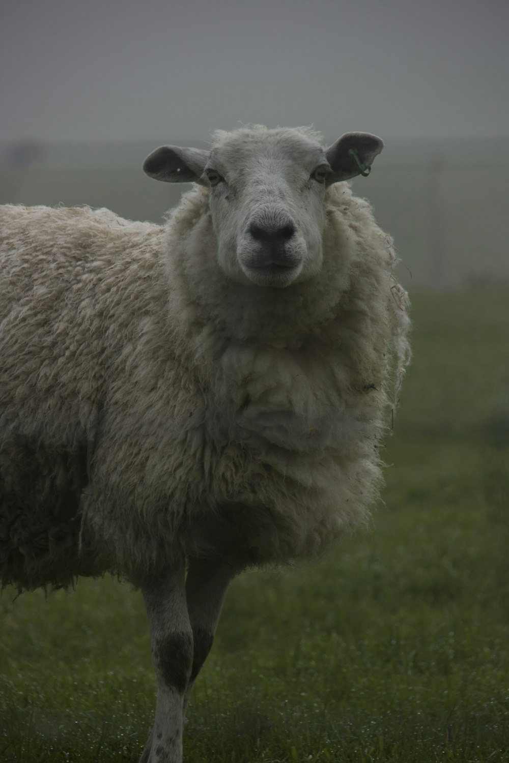 a close up of a sheep in a field