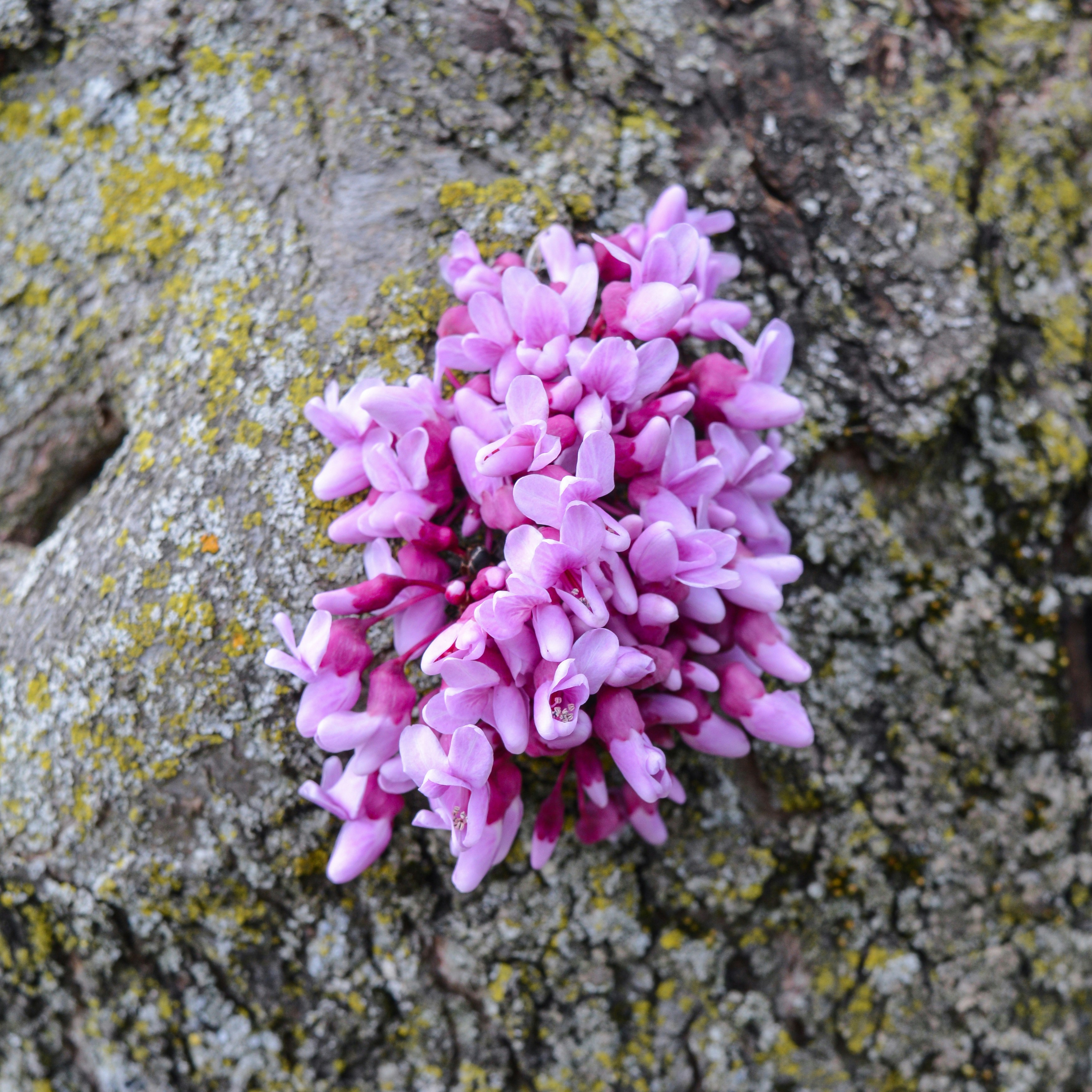 a bunch of flowers that are on a tree