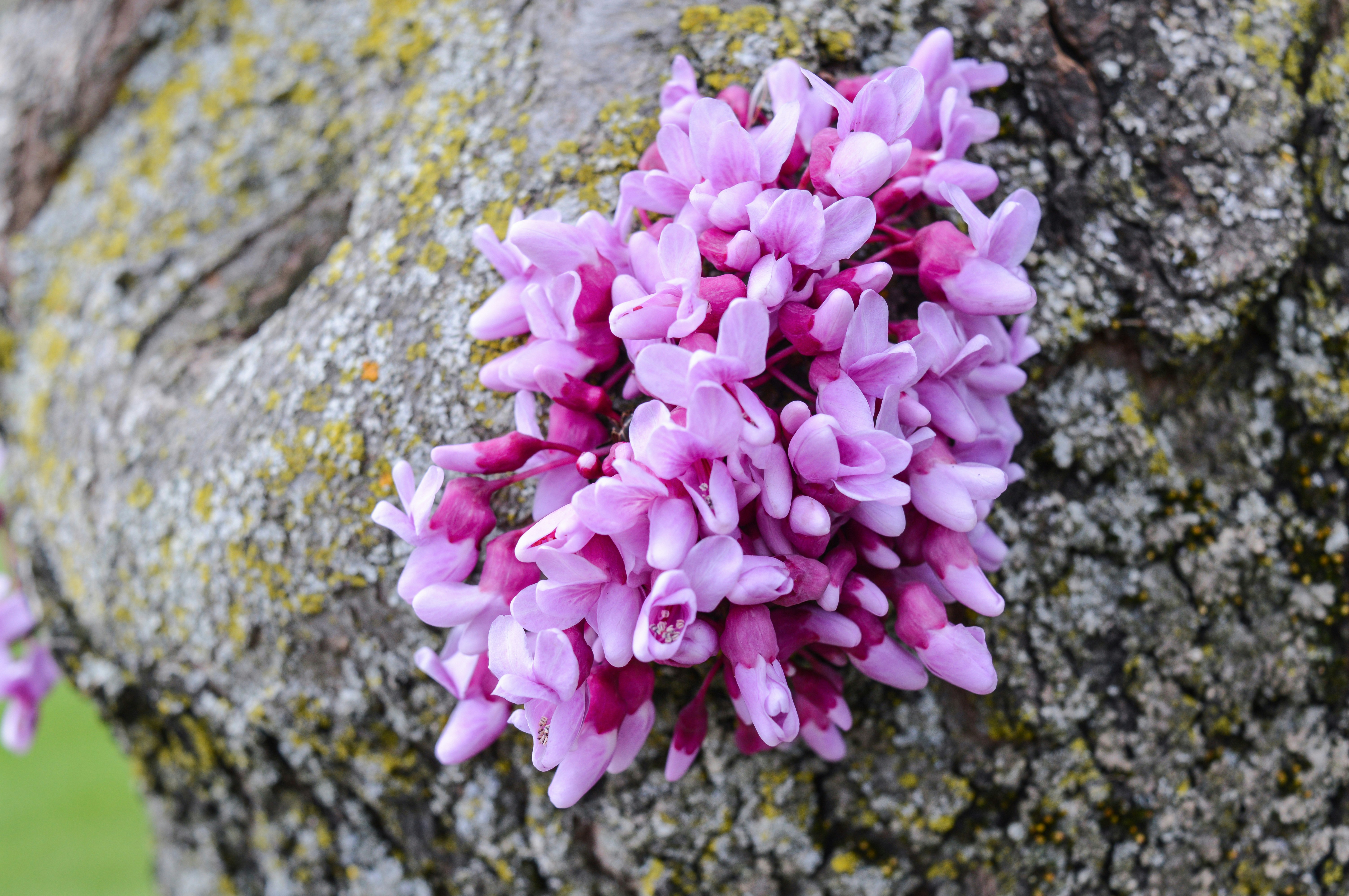 Eastern Redbud - landscape design billerica ma
