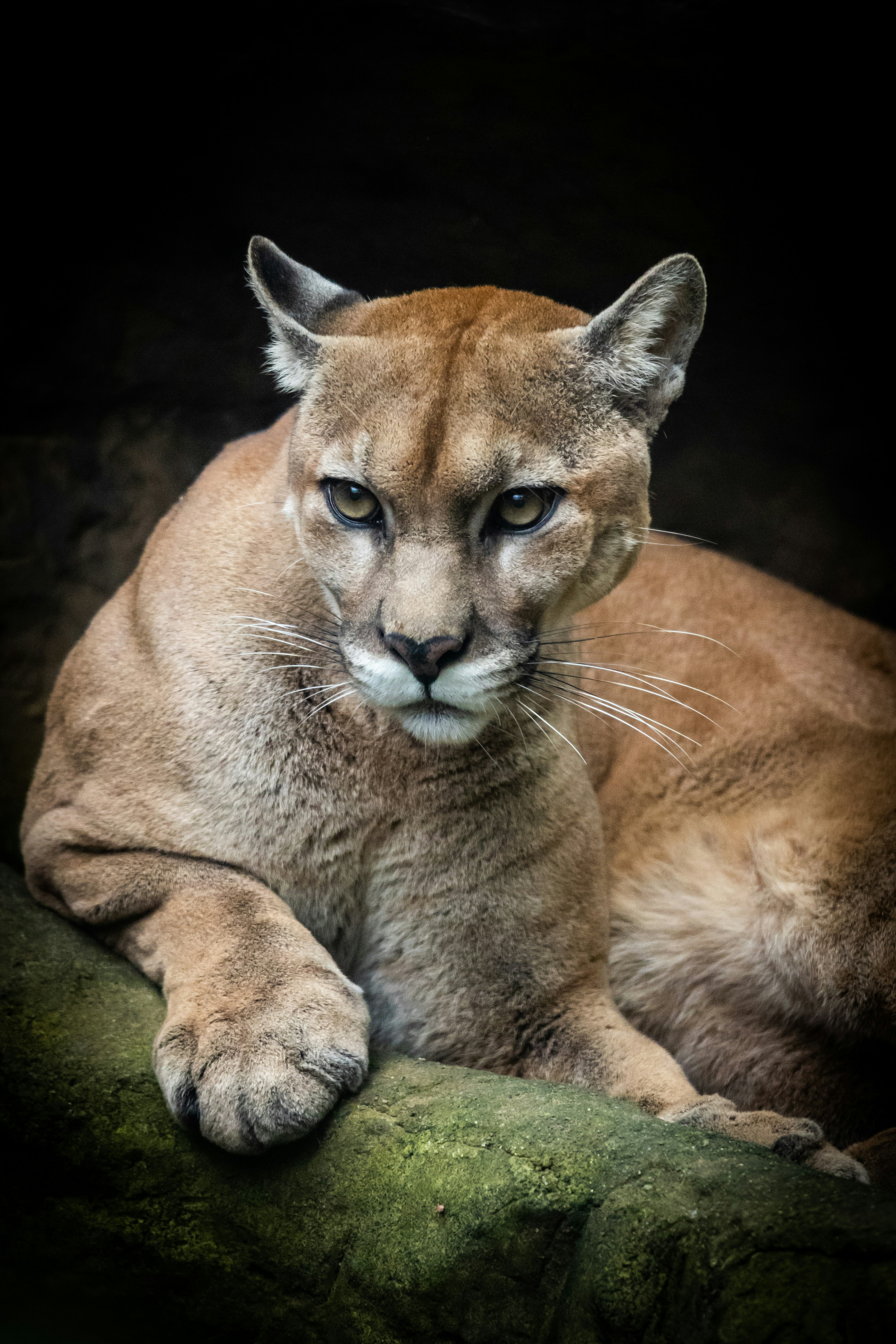 Argentina: Pumas Patrolling Patagonia (image credits: unsplash)