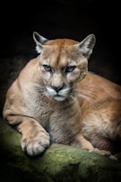 a close up of a mountain lion laying on a rock