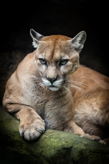 a close up of a mountain lion laying on a rock