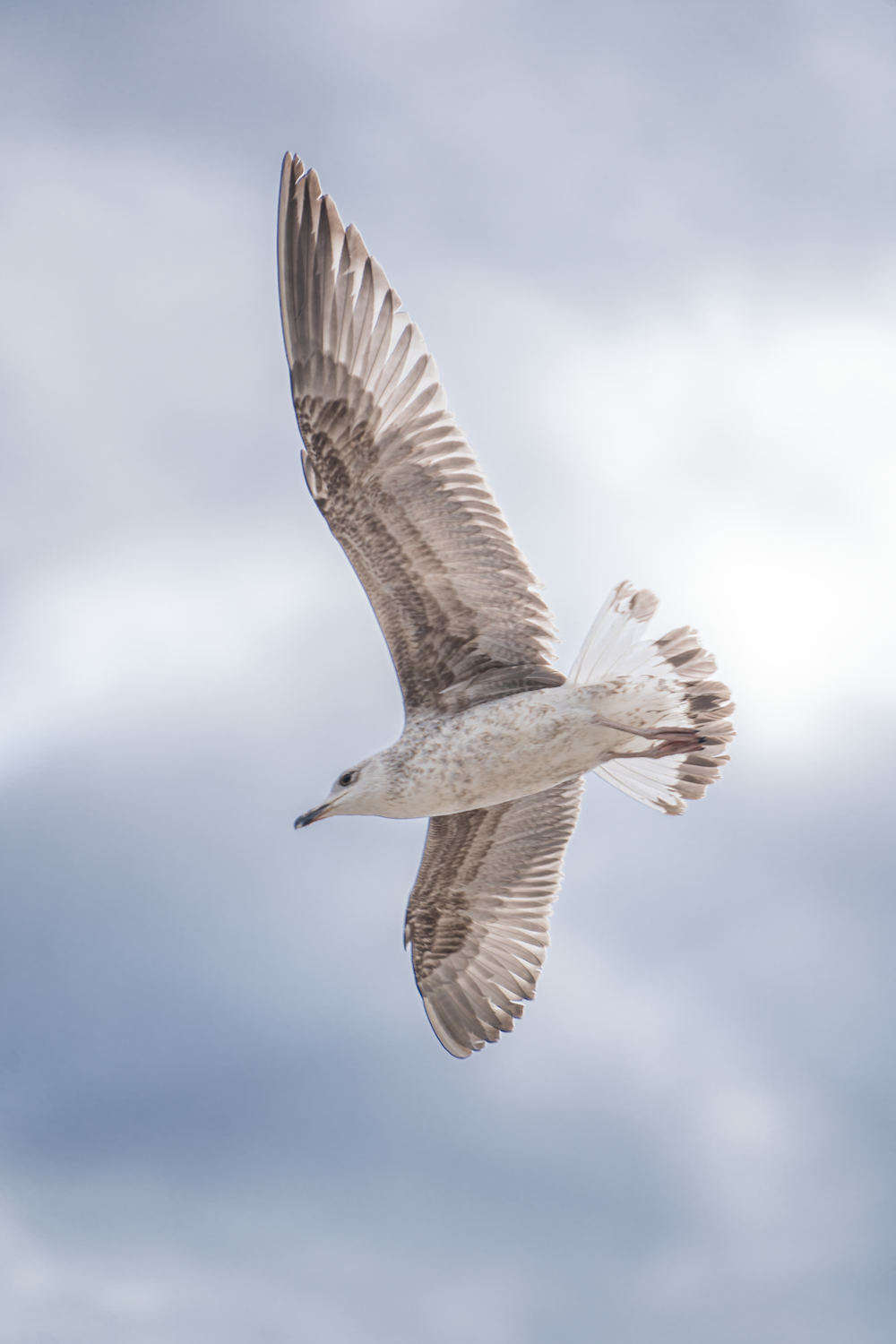 a seagull flying through a cloudy blue sky