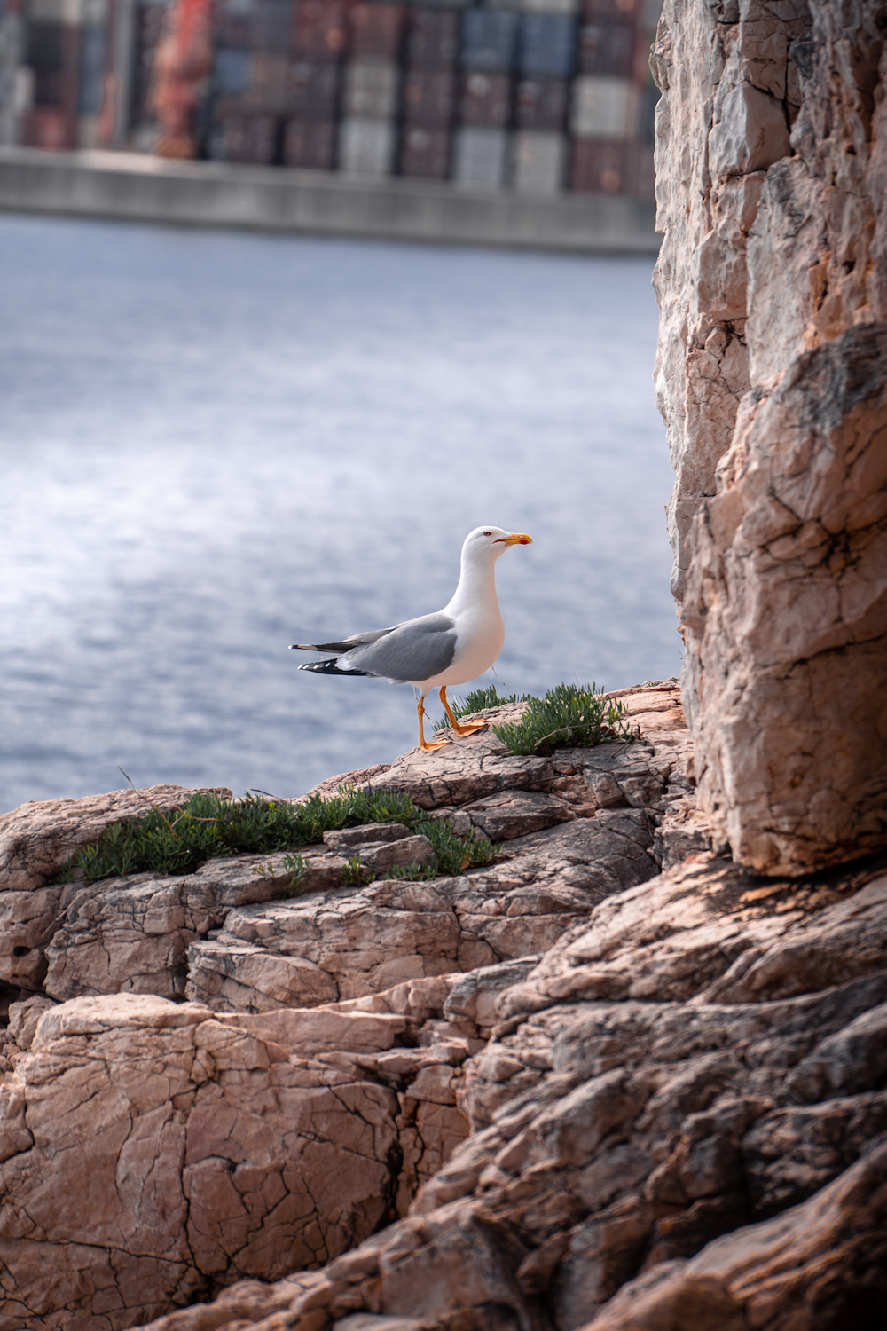 a seagull is standing on a rock near a body of water