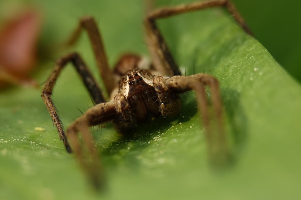 a close up of a spider on a leaf