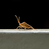 A brown shield bug stands on a light-colored surface against a dark background. The insect's long antennae are prominently visible, and its intricate body patterns are highlighted.