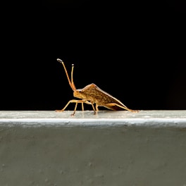 Icon of a termite insect with a shield symbolizing protection against termites.