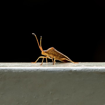 A brown shield bug stands on a light-colored surface against a dark background. The insect's long antennae are prominently visible, and its intricate body patterns are highlighted.